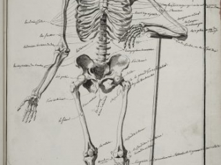 Click for a larger view. A plate from Diderot's Encyclopédie entitled Anatomie that shows an annotated image of a skeleton