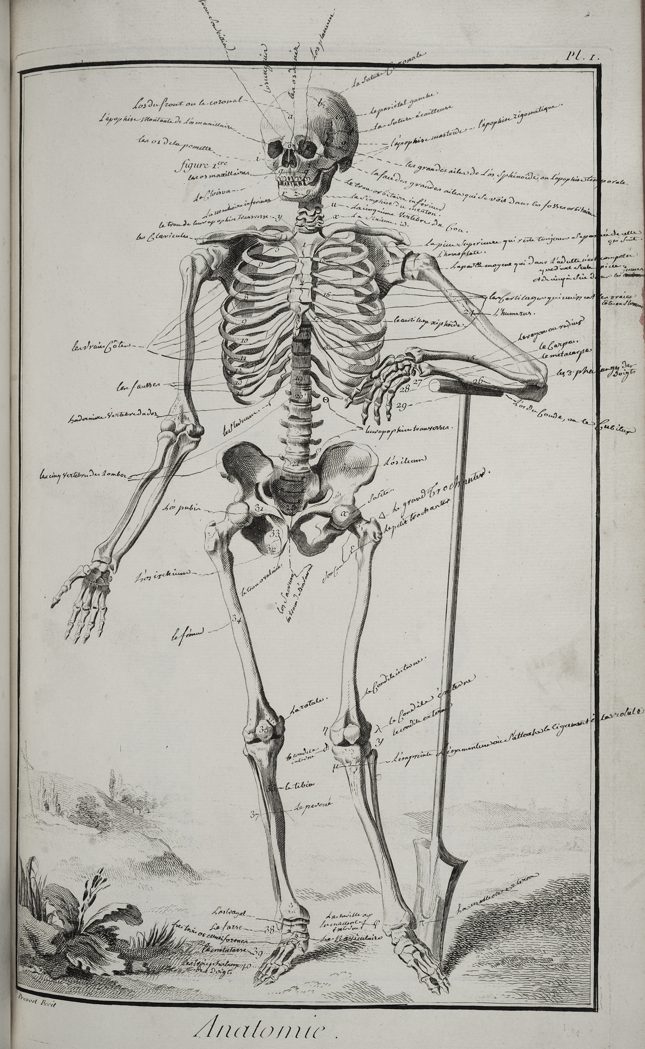 A plate from Diderot's Encyclopédie entitled Anatomie that shows an annotated image of a skeleton