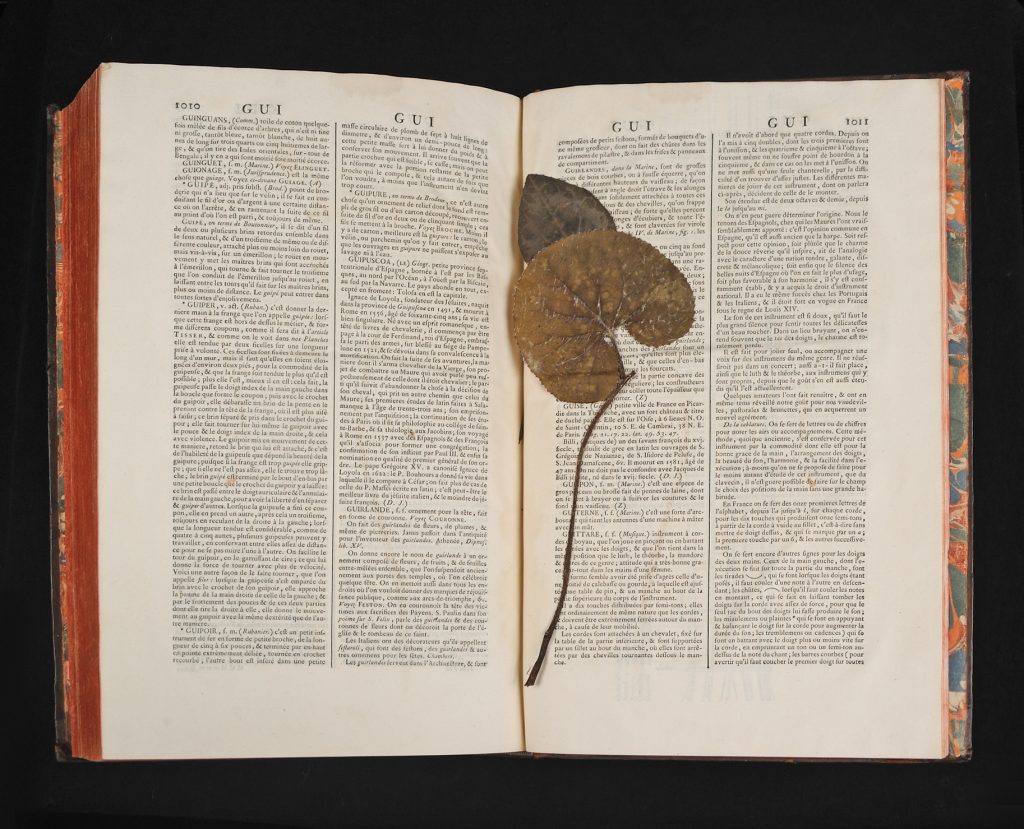 A pressed plant in Diderot's Encyclopédie from a previous owner