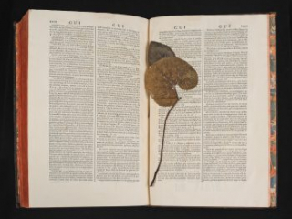 Click for a larger view. A pressed plant in Diderot's Encyclopédie from a previous owner